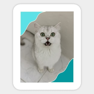 Green eyes cute cats Sticker